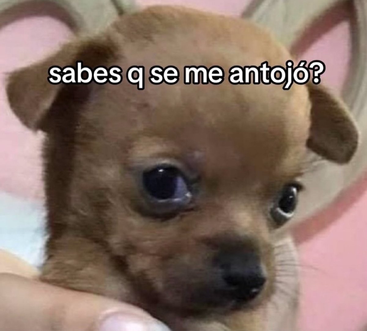 Nadie:

Yo de la nada: