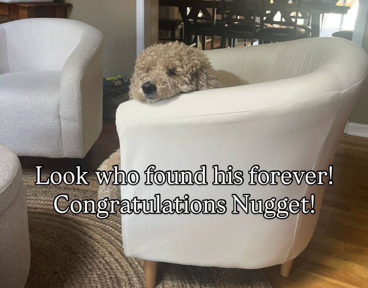 codarnj's tweet image. Nugget found his forever home!
CONGRATULATIONS NUGGET!!!