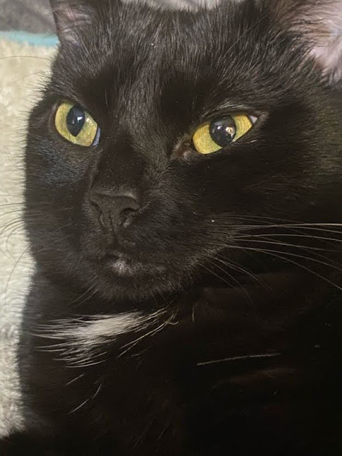 forgottenpixls's tweet photo. @funkyfrogbait I present my two cats! https://t.co/5F3pVcmnrR