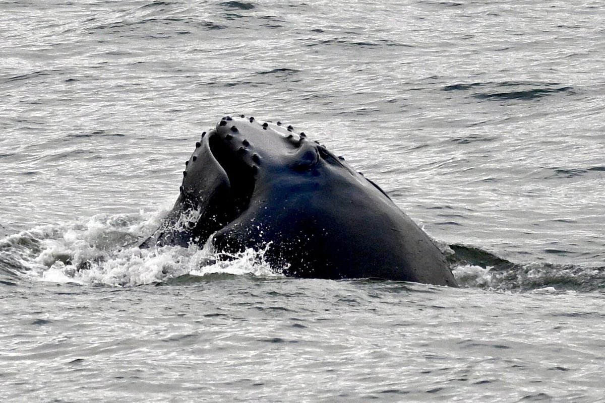 The fall migration continues with more Humpback whales, Tamanends Bottlenose dolphins, Gannets, Scoters etc! The drop off in temps is temporary- it’s already warming back up at the shore. 
We look forward to seeing you aboard, CMWW.com

#cmww #capemaywhalewatcher #