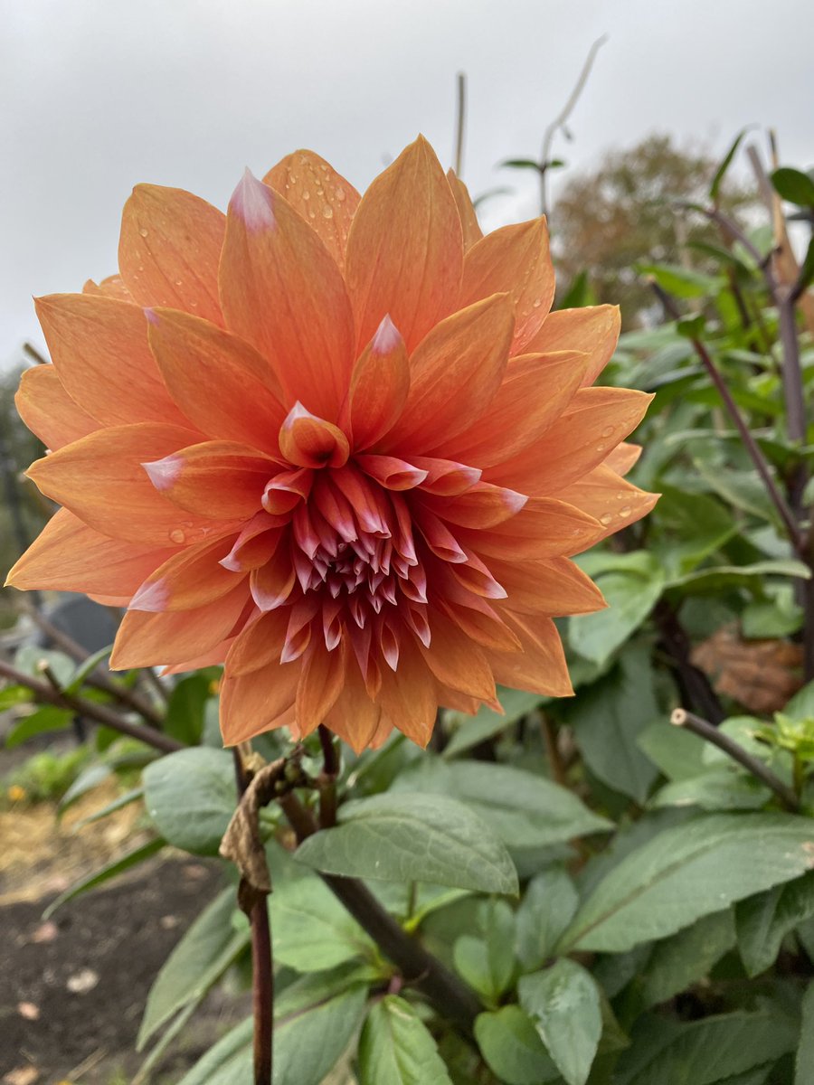 Hannashome_40's tweet photo. Tuinupdate: de dahlia’s bloeien nog, er is weer een mooi rood pepertje, groenlof en de basilicumoogst ligt nu in pestoblokjes in de diepvries 😋

#dahlia #cayennepeper #groenlof #basilicum #pesto #cayennepepper #groentetuin #moestuin #gardening https://t.co/vs4AwDzDkA