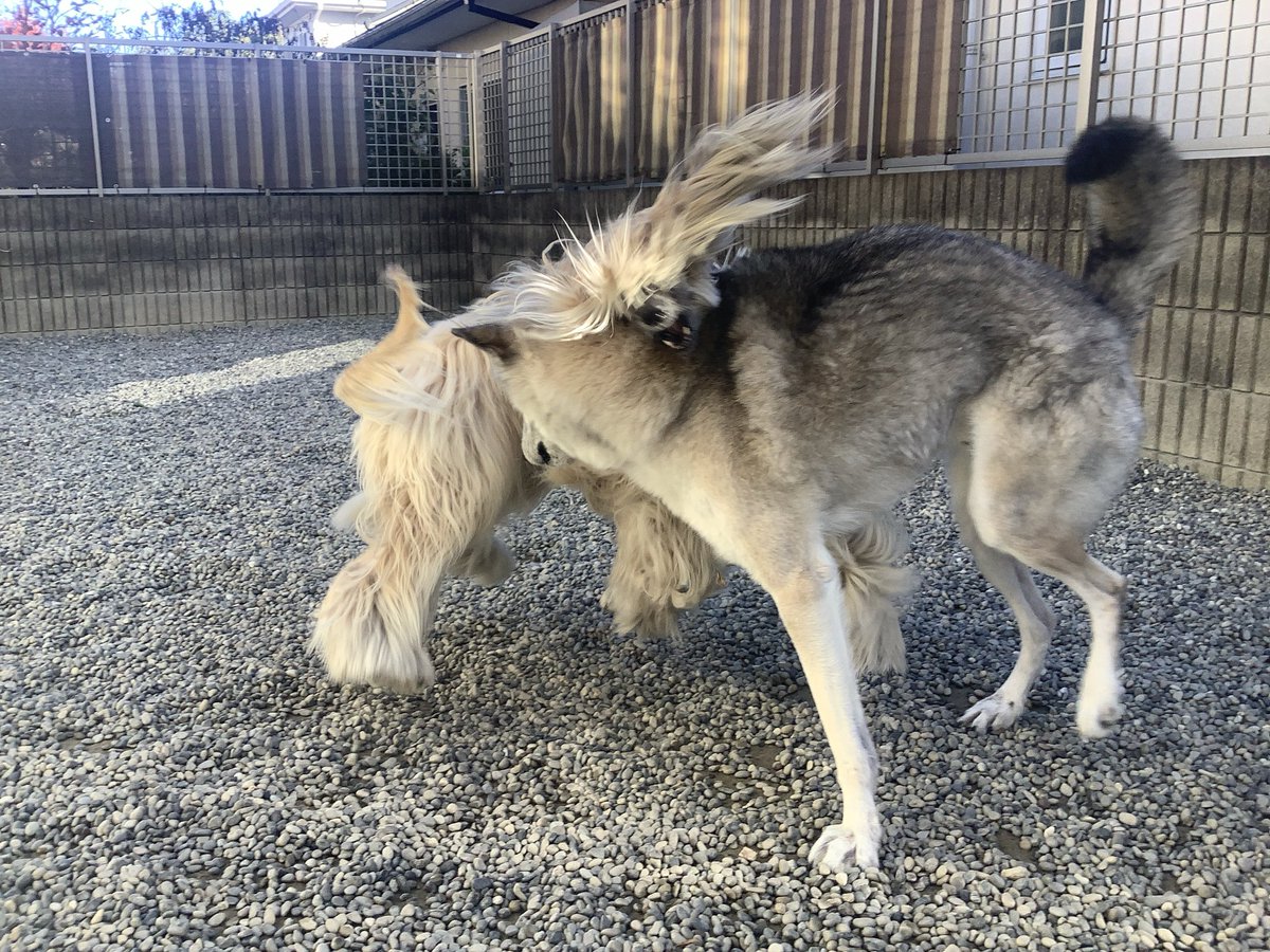 アフガンハウンド