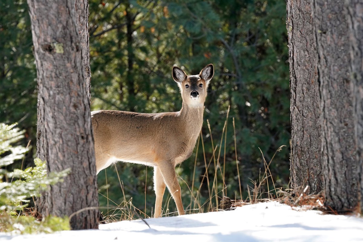 Minnesota Forestry tweet media