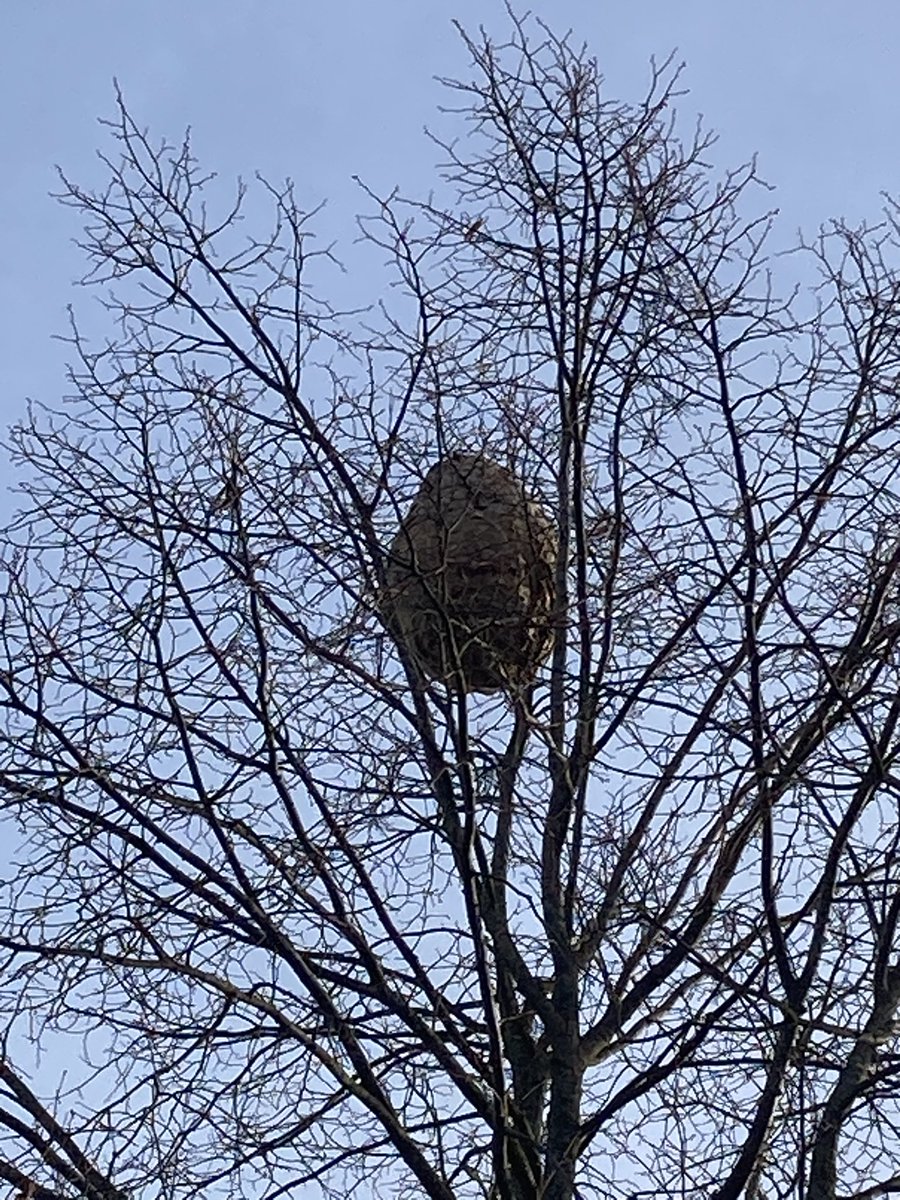 leanhealth's tweet image. #beekeeping 
#Asian #hornet nest. November 2025 Germany

And yea the nest is full of living hornets - say good-bye to biodiversity