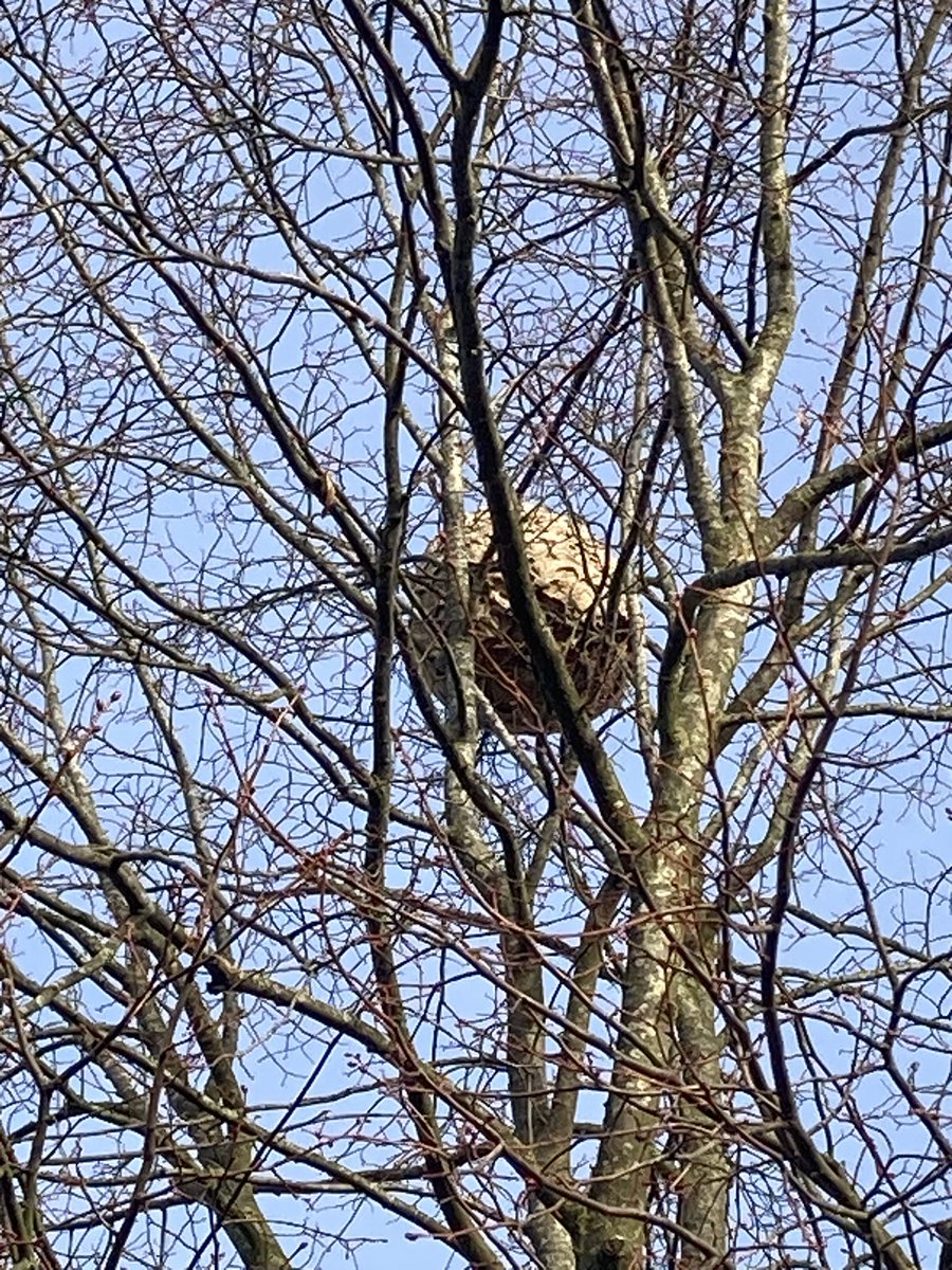 leanhealth's tweet image. #beekeeping 
#Asian #hornet nest. November 2025 Germany

And yea the nest is full of living hornets - say good-bye to biodiversity