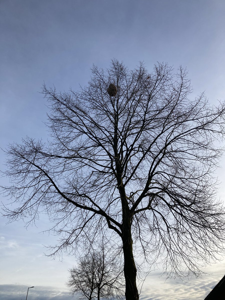 leanhealth's tweet image. #beekeeping 
#Asian #hornet nest. November 2025 Germany

And yea the nest is full of living hornets - say good-bye to biodiversity