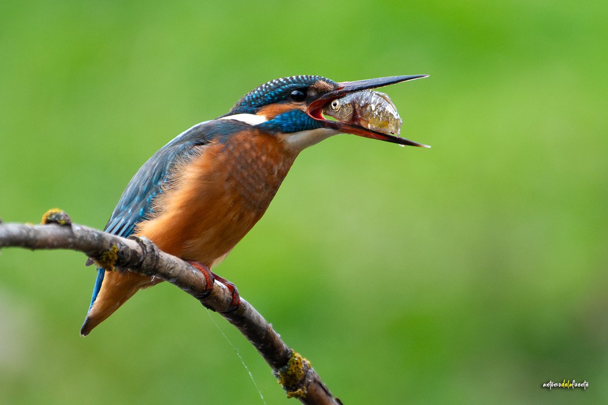 Hacía tiempo que no salía en busca del martín pescador. Durante unos días he seguido las evoluciones de esta Martina. Es la dueña del tramo del río que exploro, no permitiendo que ninguno de su especie ose adentrarse en su territorio.
La belleza de la Martina es absorbente.
