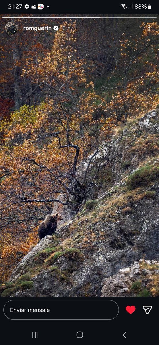 Esta hermosa foto es de Romain Guerin, un enamorado de la fauna cantábrica y especialmente de los osos pardos. Viviendo desde hace unos años en una aldea de montaña somedana, capta maravillosas fotos de la fauna y paisajes de ensueño.
Lo podéis seguir en Instagram.