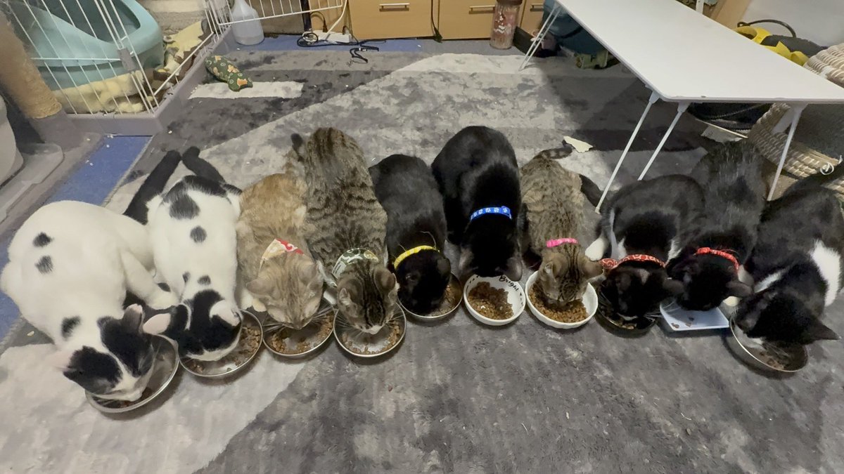 hinatabocco_k's tweet image. おはようございます😸