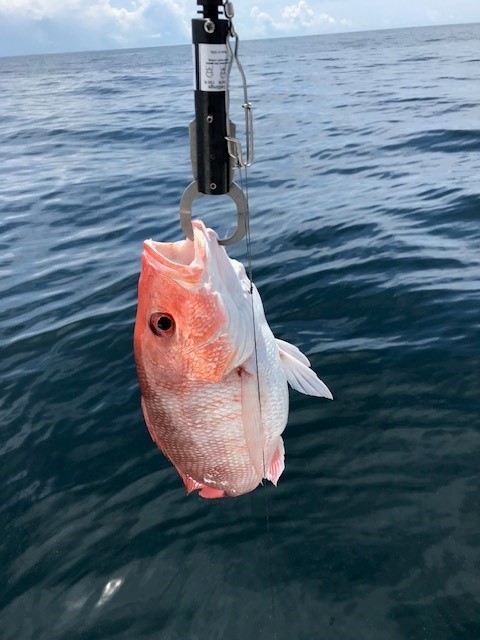 Huge conservation win for Gulf reef fish. The Gulf Council has voted to make DESCEND Act measures permanent, a key move for sustainable fisheries that Congressional Sportsmen's Foundation strongly supported. Read more in this week's TSV: congressionalsportsmen.org/news/gulf-coun…