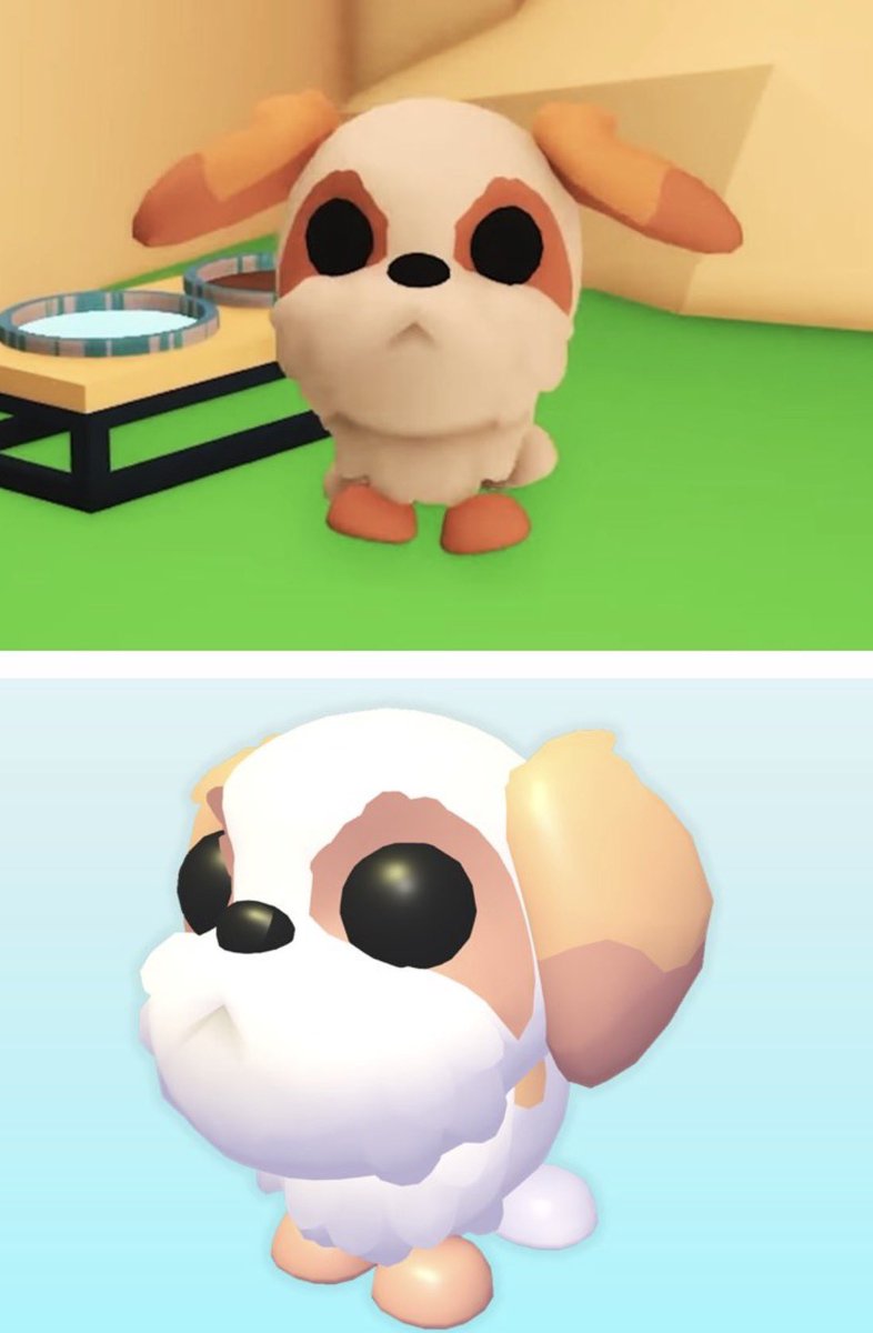 Shih Tzu Giveaway!🐶 3 winners! 🥇- 5 Pups 🥈- 3 Pups 🥉- 1 Pup