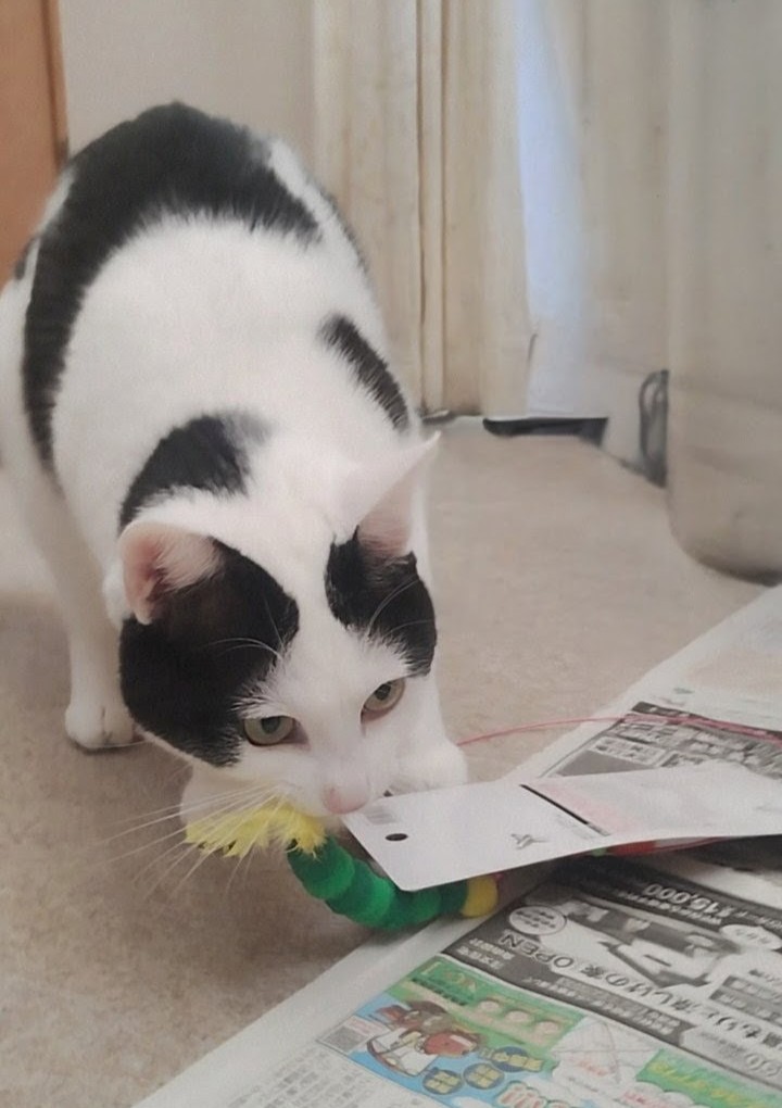 猫好きさんと繋がりたい