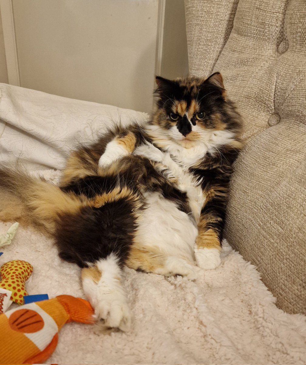 maisiethetortie's tweet image. #CatsOfTwitter #MaisietheTortie #FloofyFursday when you've just eaten Christmas dinner and pudding and someone says " let's go for a walk"
