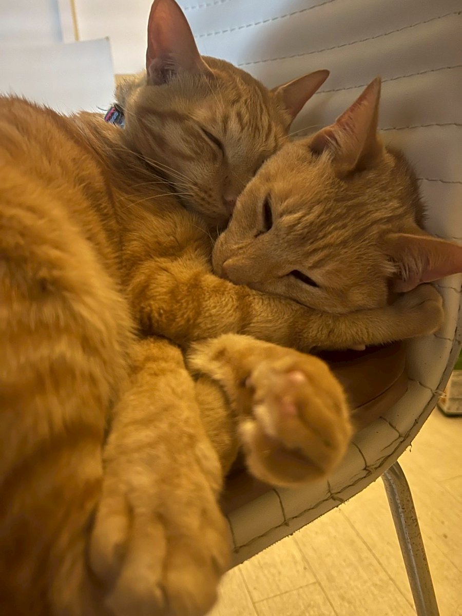 minnhapi's tweet image. おはにゃんございます☀️
ちょいと早めの🎅🎄あまり嬉しそうではないですが…🐱笑

寒い日が続いてますね⛄️
毎年、クリスマスが近づくこの時期が
だいすき🐱

#猫　#ねこ　＃保護猫
#ねこのいる暮らし　#ねこかわいいね
#多頭飼い　#猫好きさんと繋がりたい