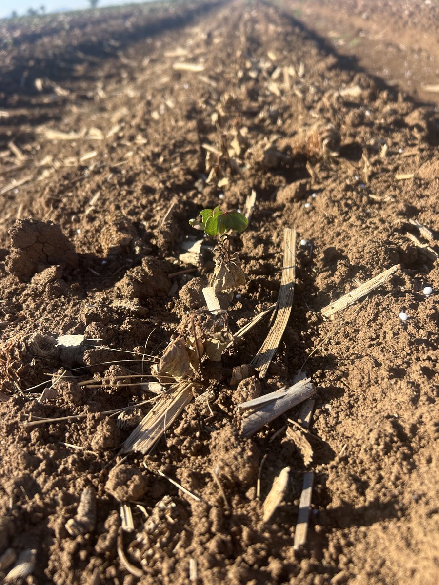 Fairly big lightning strike- no more storms please Huey, I’ve still got wheat harvest to go