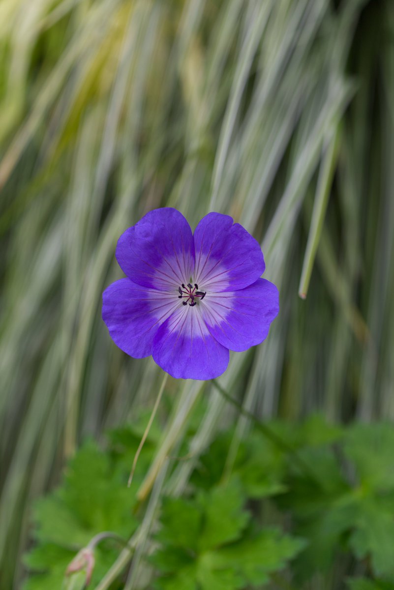 Run_fly_Smile's tweet image. See how nature - trees, flowers, grass- grows in silence; see the stars, the moon and the sun, how they move in silence... We need silence to be able to touch souls 😊

Mother Teresa

#Nature #Tree #Flower #Grass #Silence #Stars #Moon #Sun #Soul #MotherTeresa