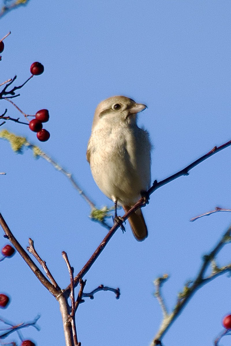 What a day to go for my 3rd shrike of the year! The very confiding Isabelline/Daurian Shrike at <a href="/Natures_Voice/">RSPB</a> North Warren <a href="/RareBirdAlertUK/">RareBirdAlertUK</a> #BirdsSeenIn2025 #BirdsOfX
