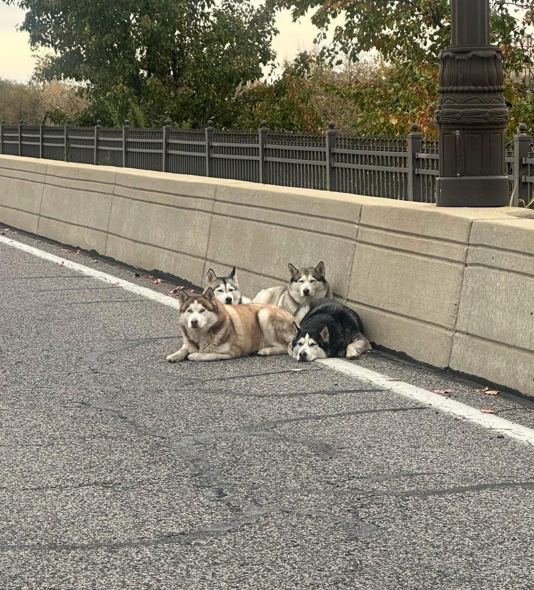 barristerlawusa's tweet image. What kind of person does this, dumps four dogs on  the interstate FOUR! 

This was this morning, four huskies found at River City Casino. (#South City/County #StL)😢