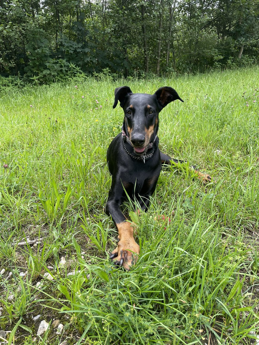 Nervbacke Ares (von und zu Dana immer im Herzen) tweet media