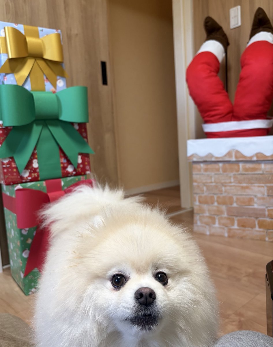 ちくわ（白ポメラニアン） (@chikuwa78107742) / Posts / X