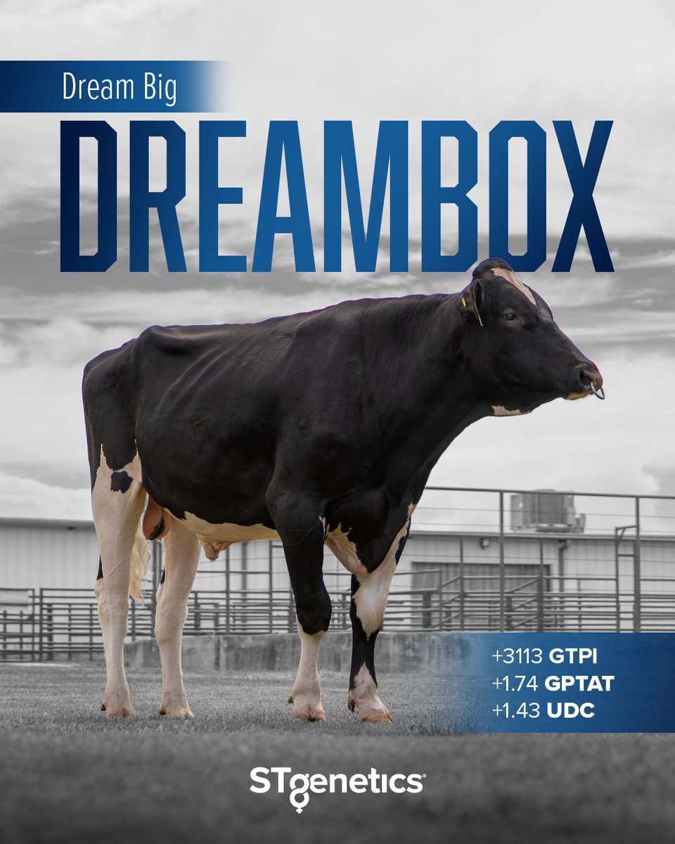 Dreams come true with #DREAMBOX from #STgenetics!
DREAMBOX is +3113 GTPI +1.74 GPTAT +1.43 UDC
DREAMBOX is +1111 lbs Milk +45 Fat +42 Prot
DREAMBOX is A2A2 &amp; BB
DREAMBOX is available in #UltraplusHighPurity™: bit.ly/3We5AS2 #BalancedBreeding #Conformation #Production