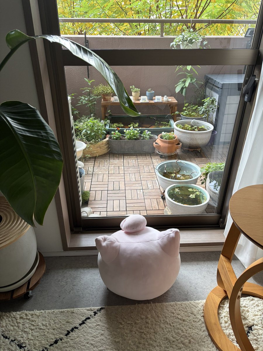 _unobox_'s tweet image. たまにベランダにハトがビオトープの水を飲みにくるのでプリンに見張ってもらうようにしてみたら来なくなった。ありがとう