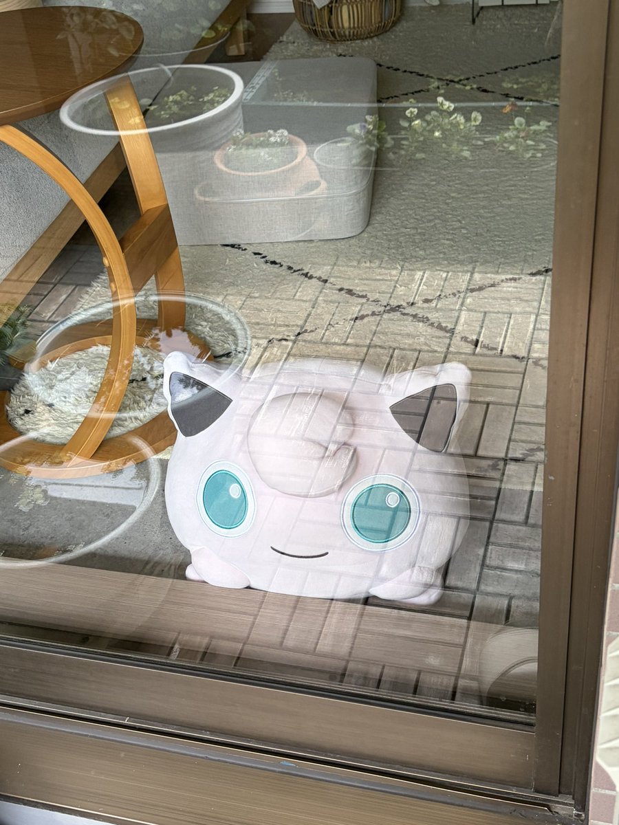 _unobox_'s tweet image. たまにベランダにハトがビオトープの水を飲みにくるのでプリンに見張ってもらうようにしてみたら来なくなった。ありがとう