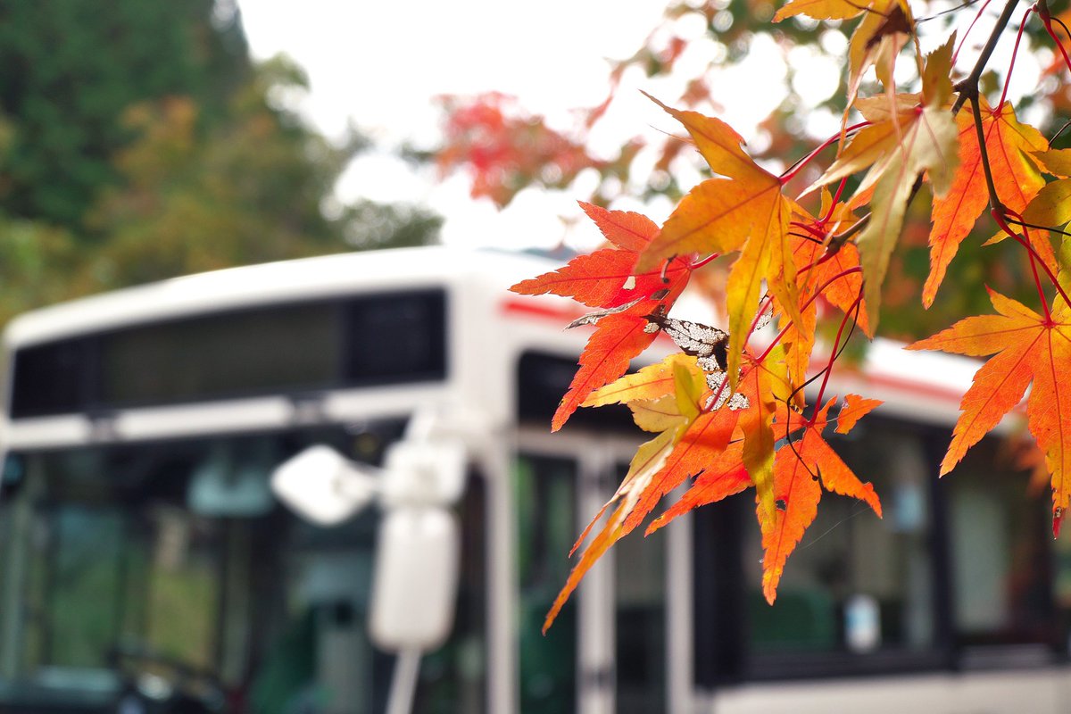 KC_LT233J's tweet photo. おはようございます。
紅葉も見頃ですね。

昨日は秋を見にお出かけしてきました。 https://t.co/VpmgVTgARb