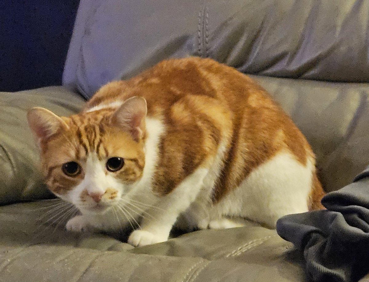 LilyRusty1's tweet image. 😸❤️😍 Goodnight to all my fur friends sweet dreams 💤 love from Rusty 😍❤️😸

#CatsOfTwitter #CatsOnTwitter #Cat #cats