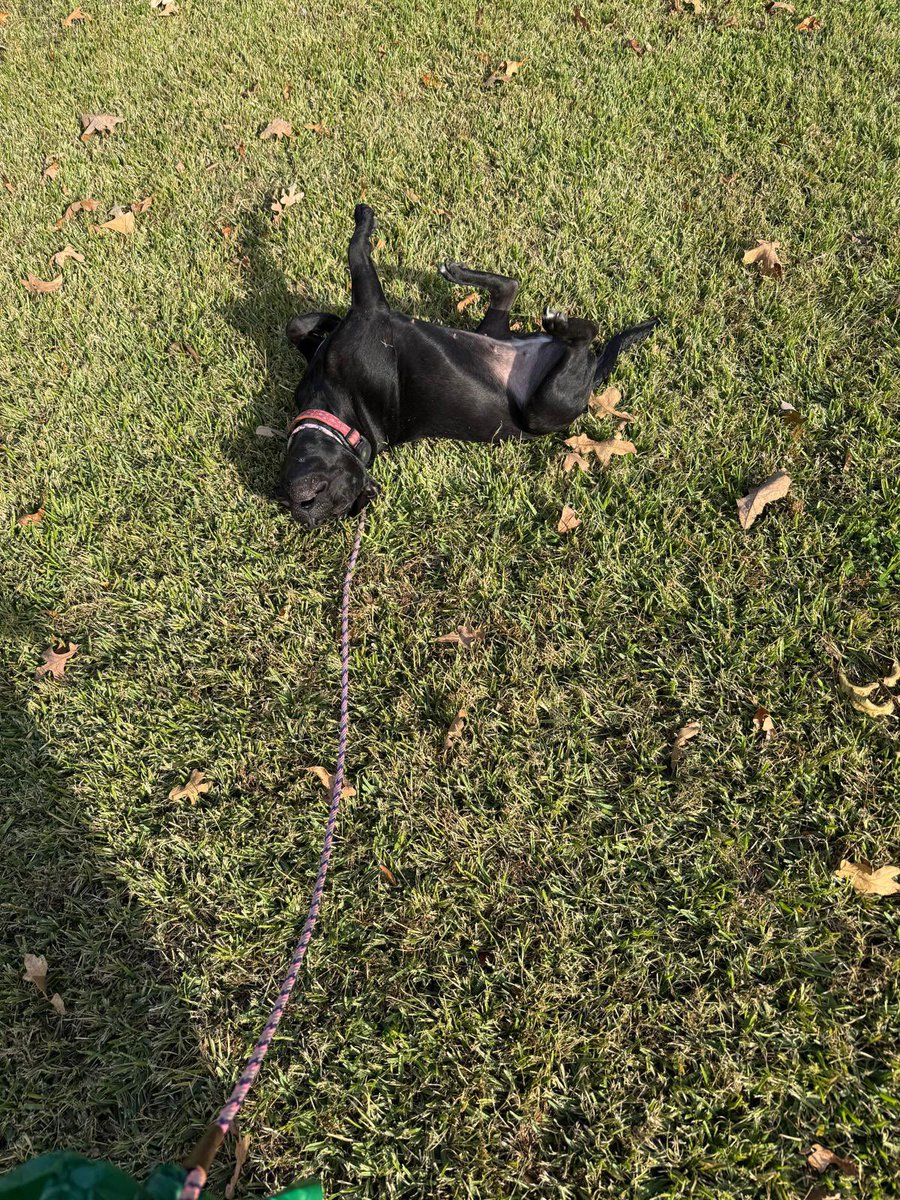 Hildi living her best life this afternoon on a walk through the Broadmeadow UMC Unity Lawn.