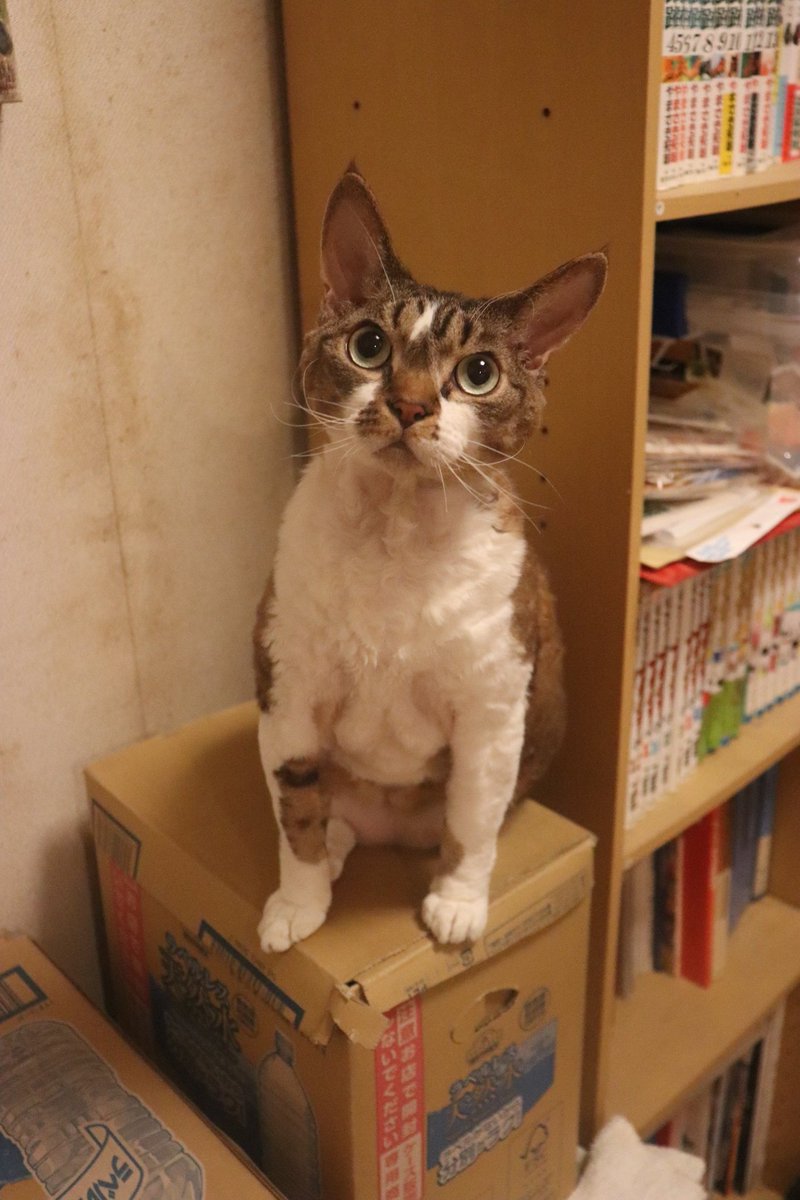 1Ja9w8wpHrbzSWm's tweet image. 2025年11月13日(木) 今日のチョコくん🐈‍⬛

おはようございます。
今朝もかなり冷え込みましたね。
2日間しか仕事してないのに疲れ気味です💦
チョコくん今朝もうろうろ😸
水の上でこっち向いたチョコくんのショットを(^_^)
#devonrex #デボンレックス 
#yashika #snip #sakuraquiet