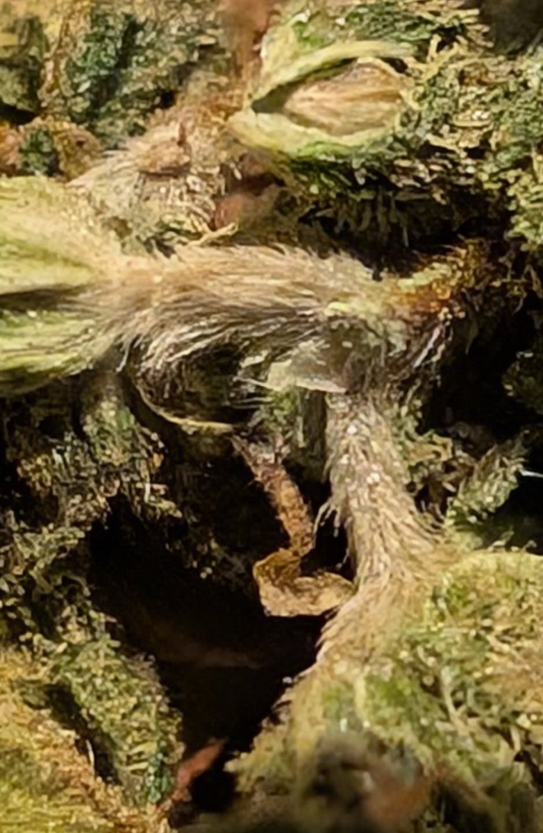 Scarabegg's tweet photo. Was ist das?
Muss ich mir jetzt bei der komplett trockenen blüte sorgen machen, dass sie Schimmelt? https://t.co/YziU9u9lnN
