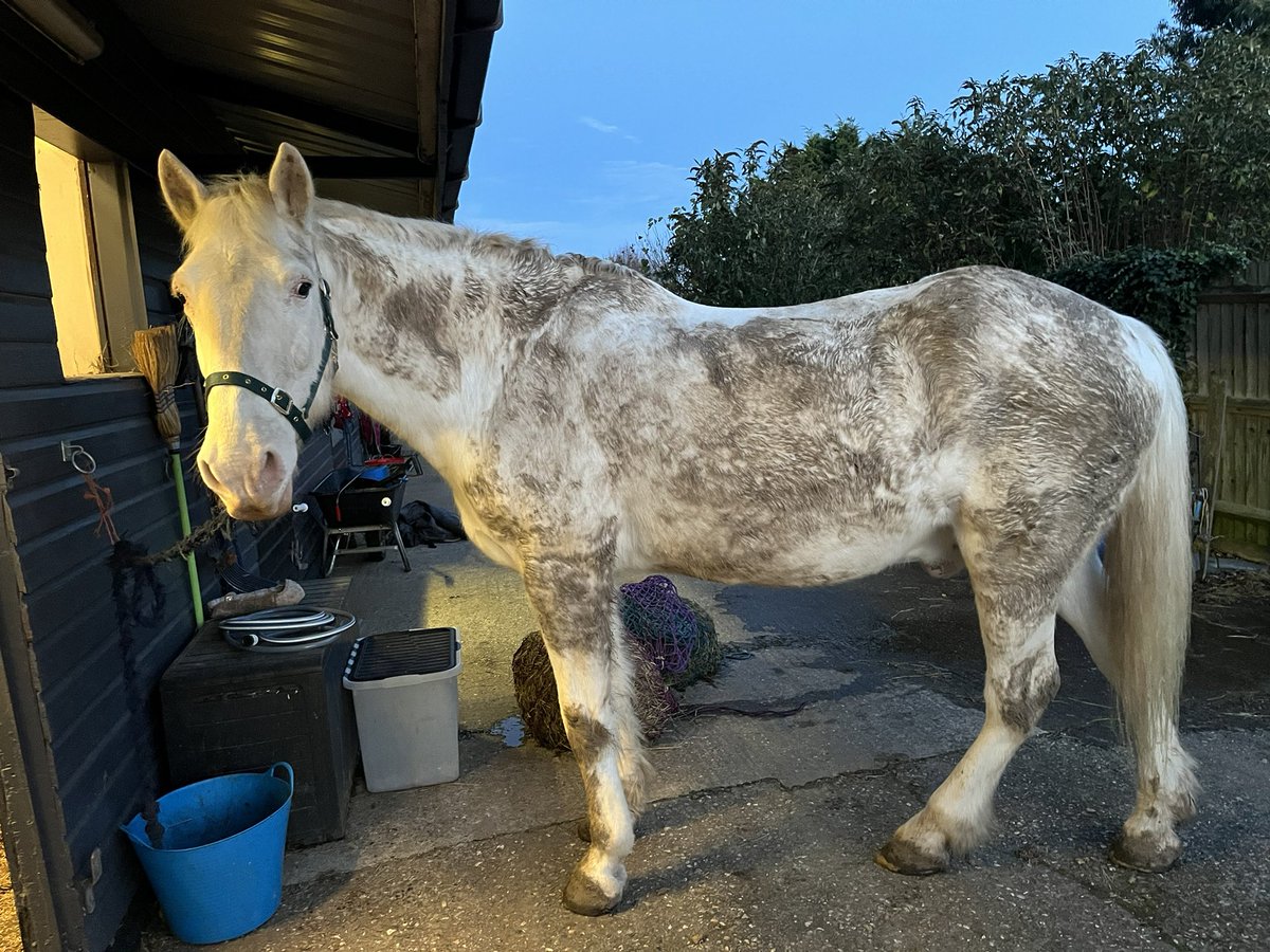 How did you spend your evening? There’s a sparkling grey horse under there.