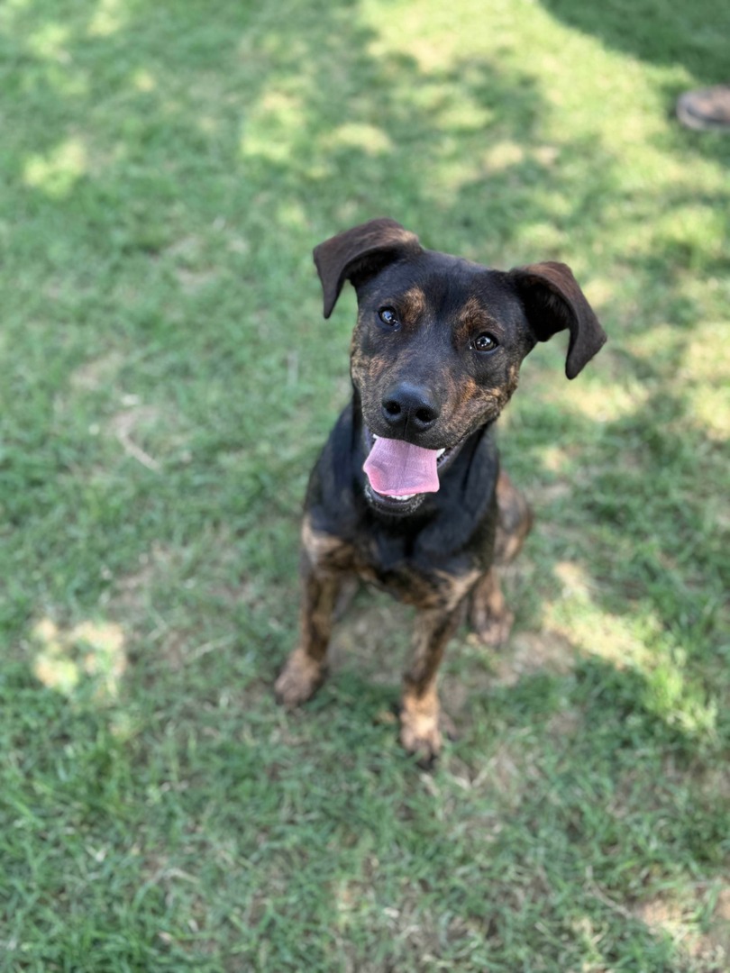 He's part cattle dog, part hound and part shepherd, but 100% smart, spirited and sweet. Willie is at his happiest running around the play yard with his friends or splashing through water. 

Could Willie be a good fit for you? 
heyor.ca/JGFAXH