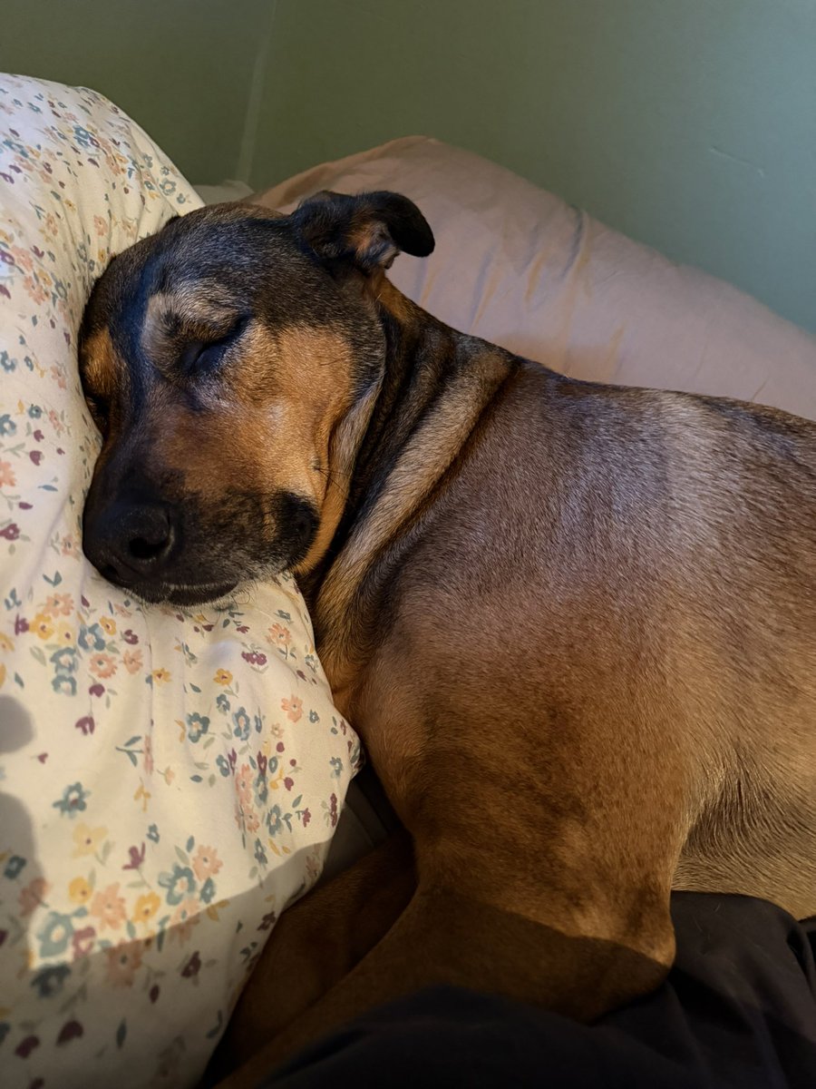 haley #POOPGATE :( tweet media