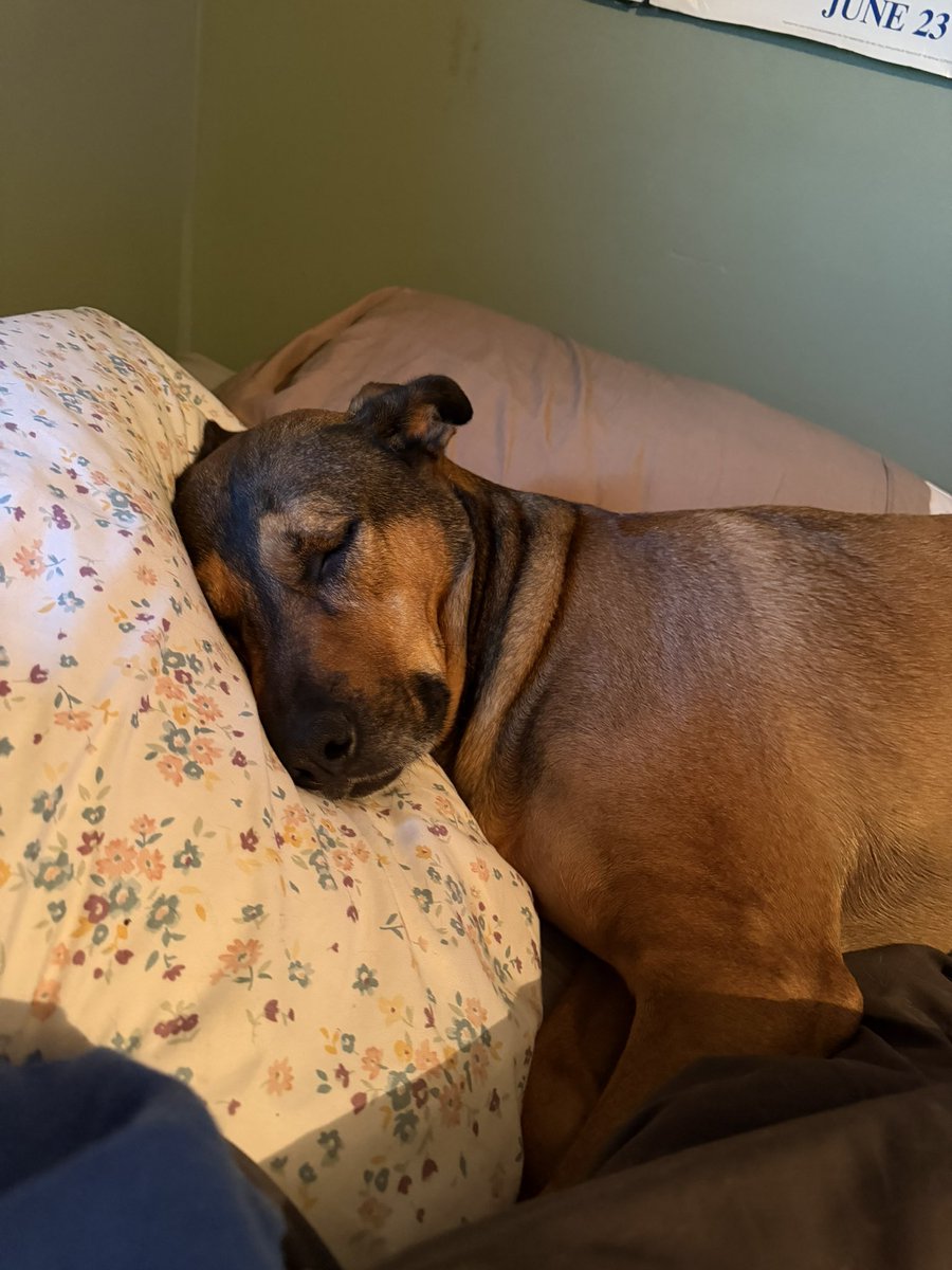 haley #POOPGATE :( tweet media