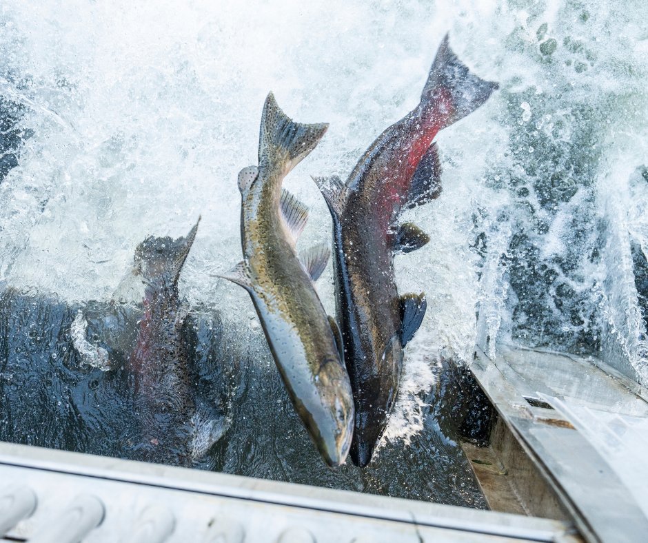 Join EBMUD for a behind-the-scenes look at how science and AI are helping sustain salmon in the Mokelumne River. Webinar: Wednesday, November 19 at 6 p.m. on Zoom.
Register: ebmud.zoom.us/webinar/regist…