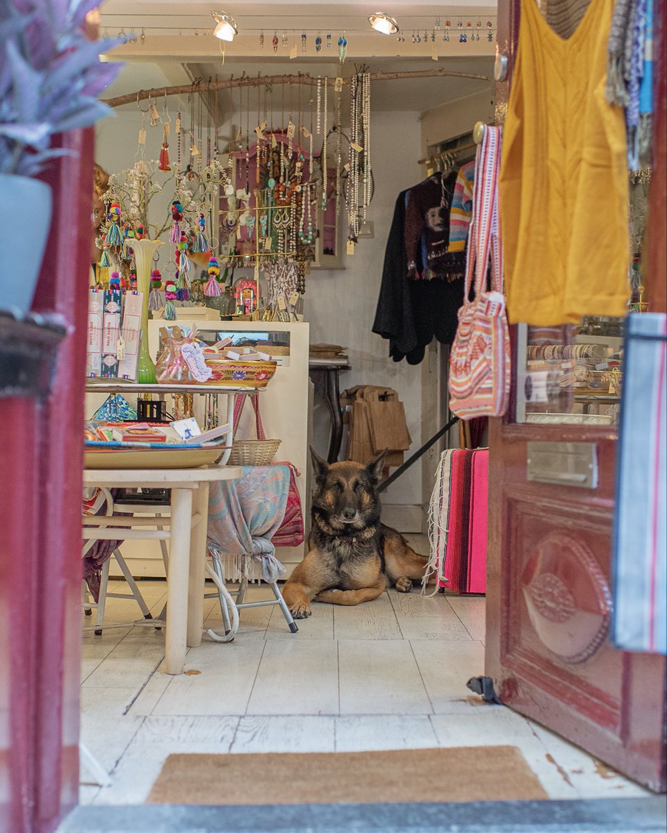 WagsAroundWorld's tweet photo. My favorite neighbor, Lupita

Lupi is a Malinois/GSD mix - 2 typical guarding breeds, but Lupi does better as a greeter. She hangs inside her owner’s boutique &amp; welcomes guests

If you’re in Amsterdam, stop by meCHICas for some cool Mexican jewelry &amp; to say hi to the lovely Lupi https://t.co/pe96Bp6nTN