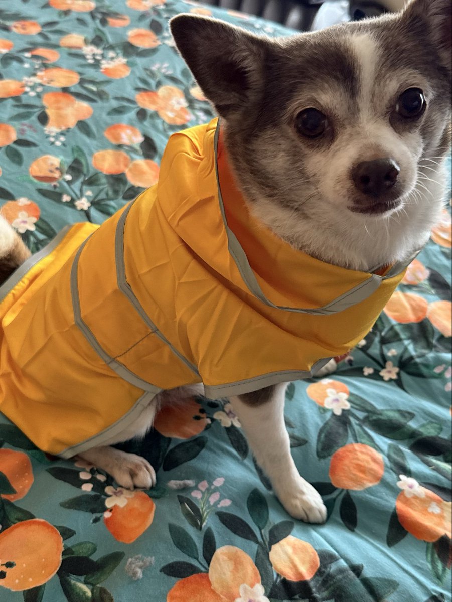 ItsMeGoosie's tweet photo. Chico is prepared for the atmospheric river! https://t.co/8GKBh1m2U2