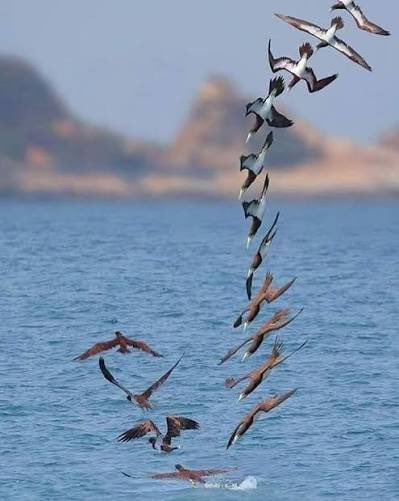 الطيور لا تطير إلا في سرب يشبهها، 
فأبحث عن سربك حتى تطير بحرية.