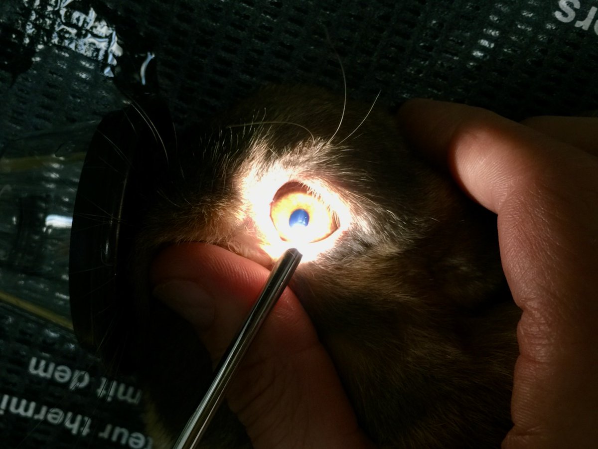 VetGurus tweet media