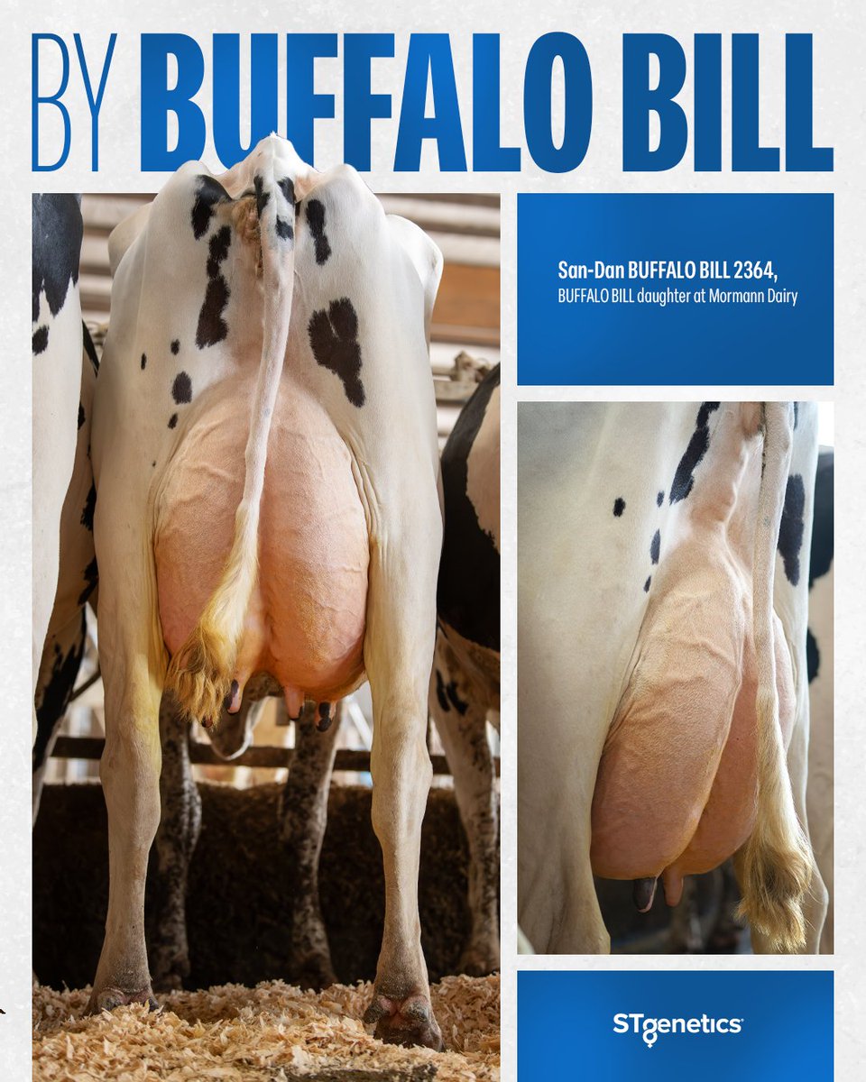 #BUFFALOBILL from #STgenetics: Proven Strength!

BUFFALO BILL is +3155 TPI +947 Eco$
BUFFALO BILL is +983 Milk +98 CFP
BUFFALO BILL is +4.1 PL +1.75 UDC
BUFFALO BILL is available in #UltraplusHighPurity™: bit.ly/3IbU4QJ #TPI #CAPTAINson