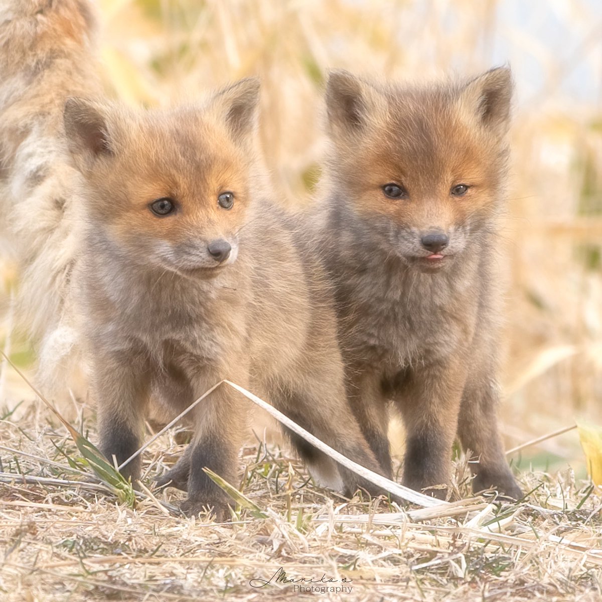 gomakomame (@gomakomame) / Posts / X