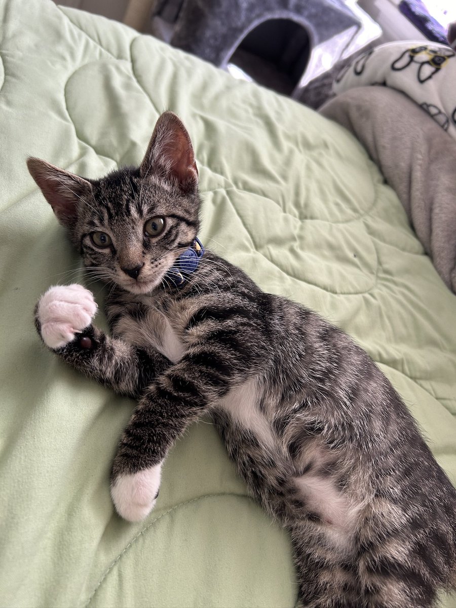 waykayo7's tweet image. lf moots ^_^ #moothunt ✧.*

⟢ kay, she/her, 23
⟢ ffxiv !!! val, ow, rivals, mc, ++ more
⟢ biggest friendslop enjoyer 
⟢ music / kpop, anime (gojo lover)

interactive !! help me revive this account xd

♡ for moots ꒰ᐢ. .ᐢ꒱

#promotwt #gamingtwt #anitwt #ffxiv #valtwt