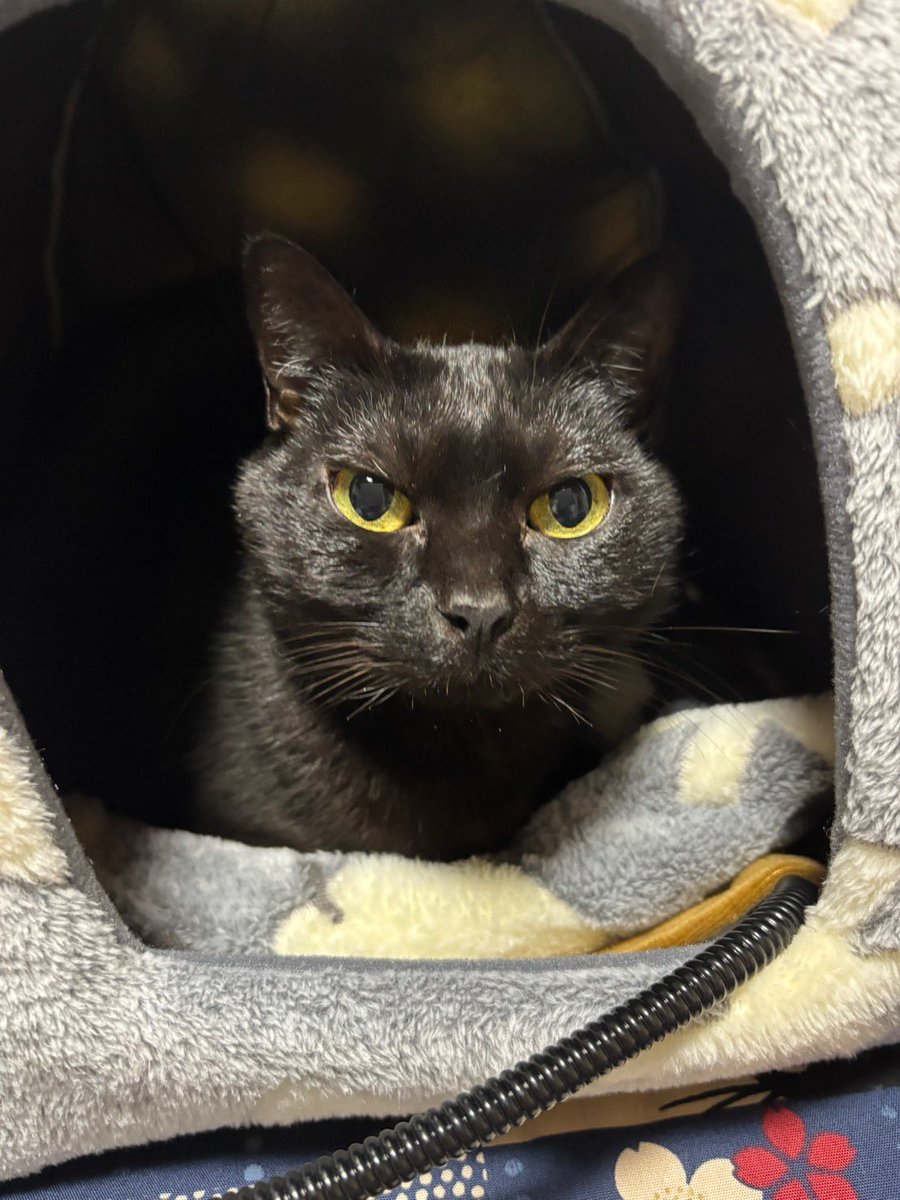 🐱おはようございますニャ✨

#黒猫
#猫好きさんと繋がりたい
#猫のいる暮らし