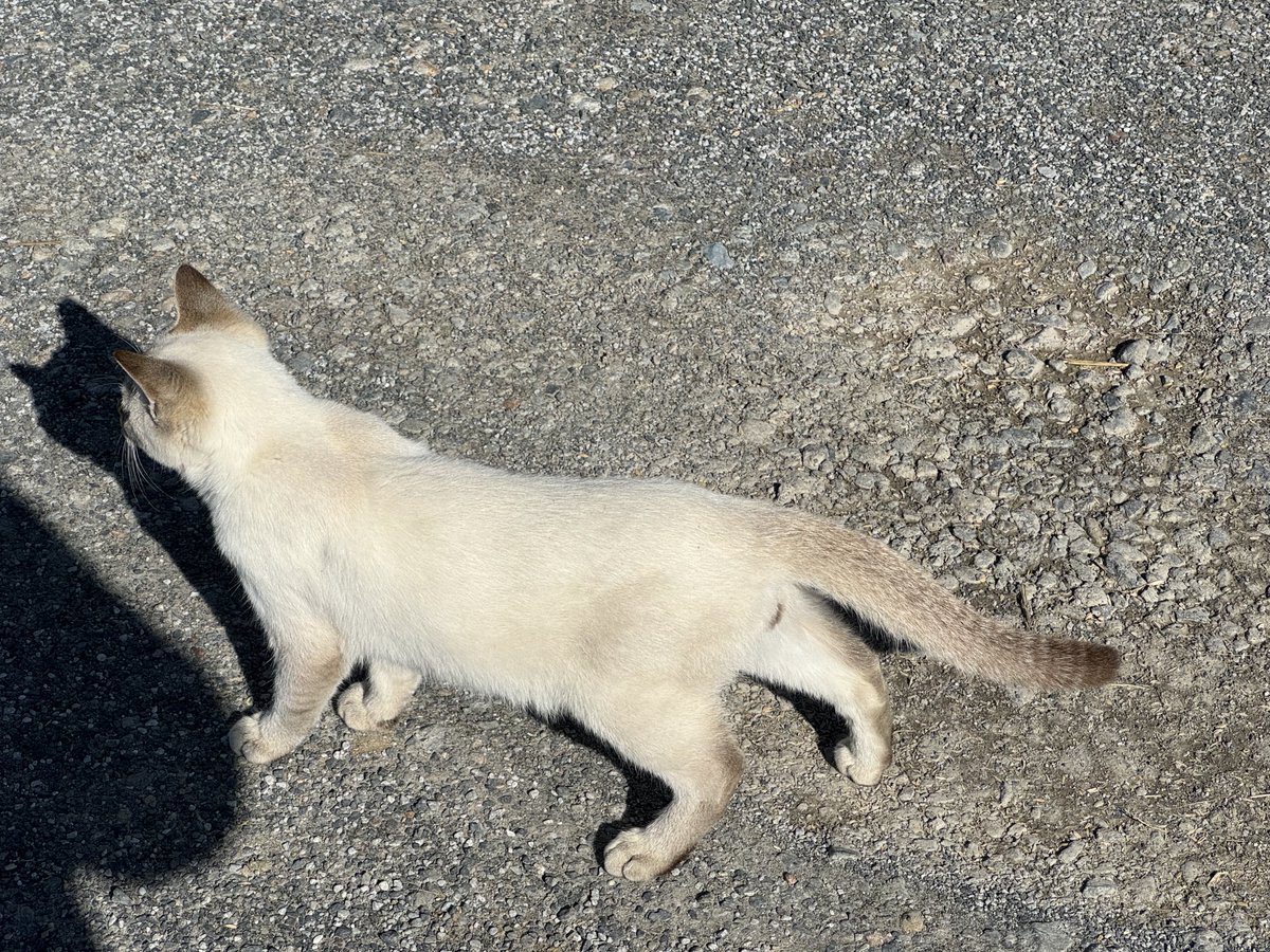 😺 #にゃんにゃん投稿おじさん