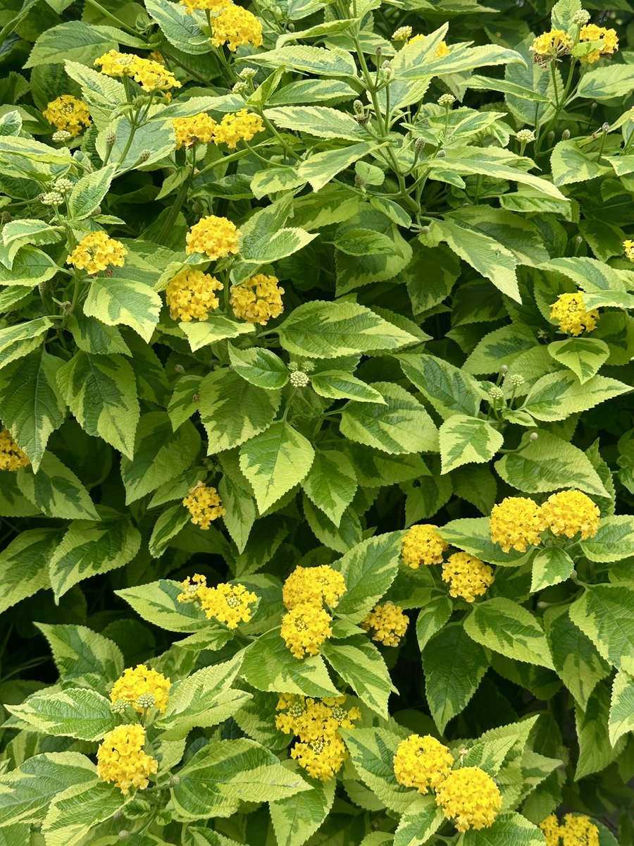 Cloudsailor / 星羅の一日一花 (@sjyszm) / Posts / X