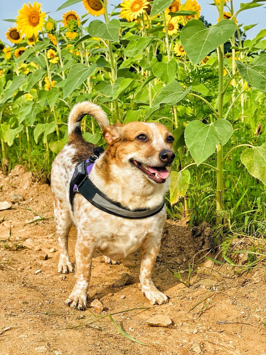 Look who's in the news! Susie Mae - a proud Saving Grace alum who is competing for America’s Cutest Dog! 
👉 Vote here: newsobserver.com/living/article…
Let’s show the country the power of rescue love! ❤️
Tag #SavingGraceNC and cheer Susie Mae on!