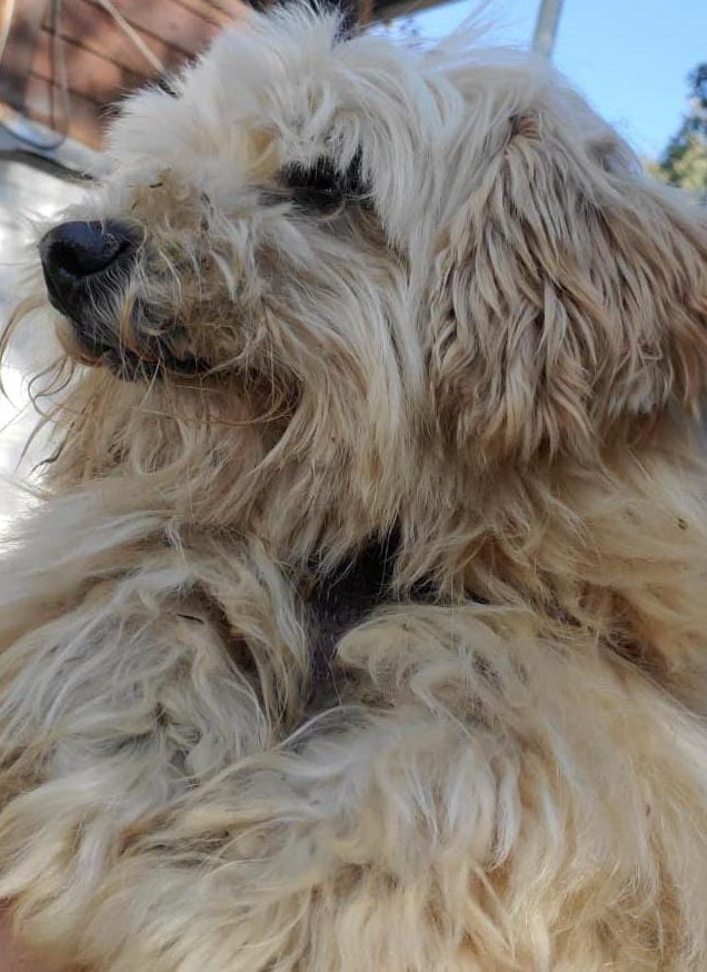 Ya apareció el travieso! 🐶🐾
Miren que feliz se ve ni parece que tuvo que pasar una noche en el bosque perdido. 🌳🏞️
