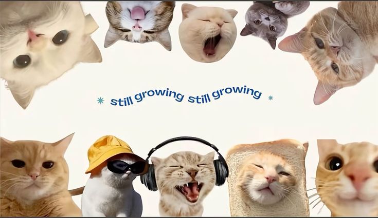 thifs²⁶⋆ tweet media